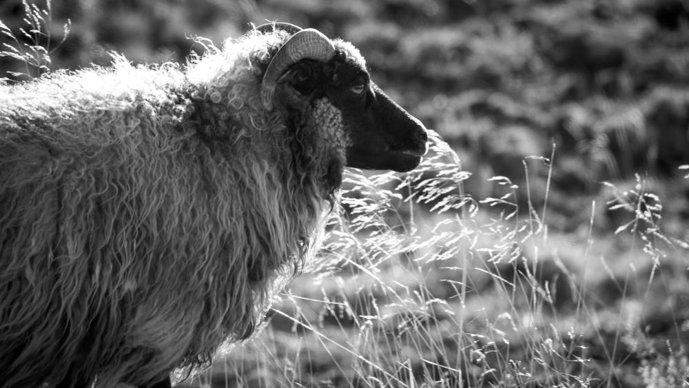 Looking After a Shadow