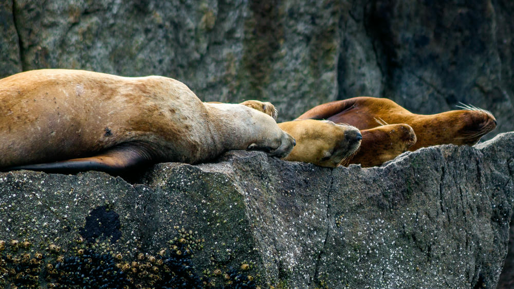 Chiswell Islands, near Seward, Alaska, 2006