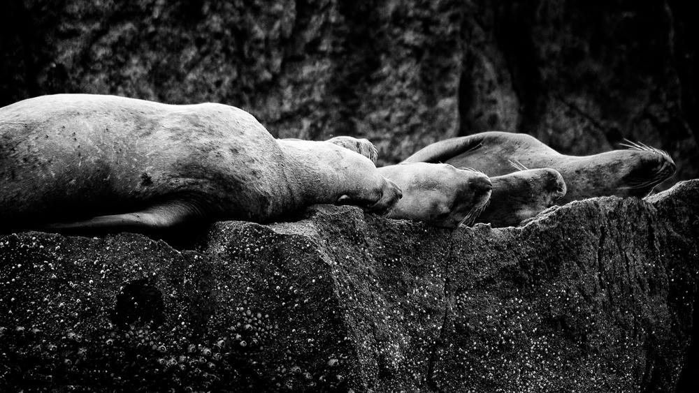 Steller Sea Lions