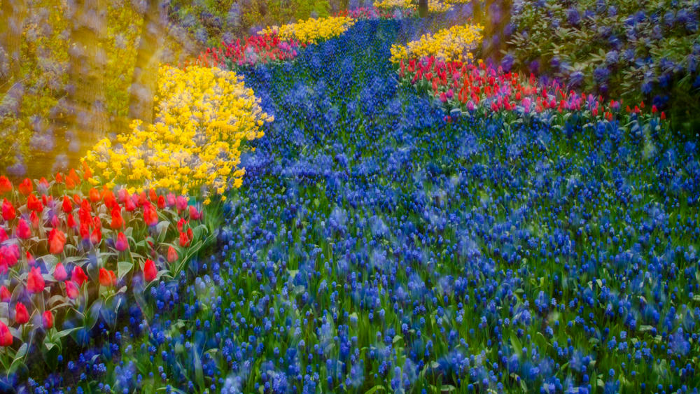 Netherlands Days 2 and 3: Keukenhof Gardens