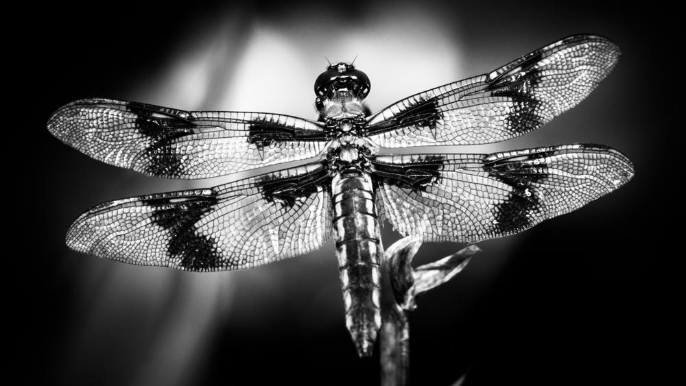 Make a Fragile Thing Strong
