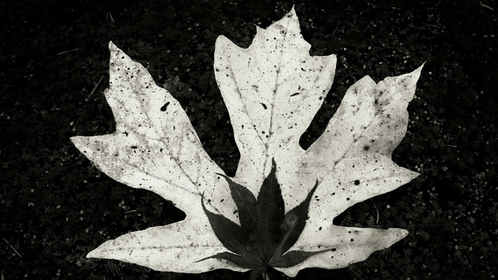Two Leaves