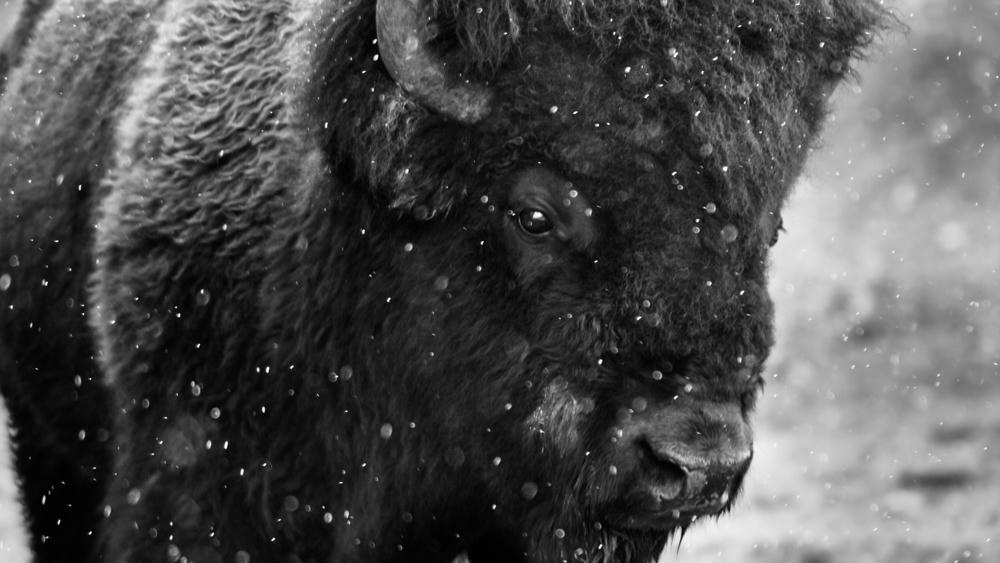 Bison in Snow