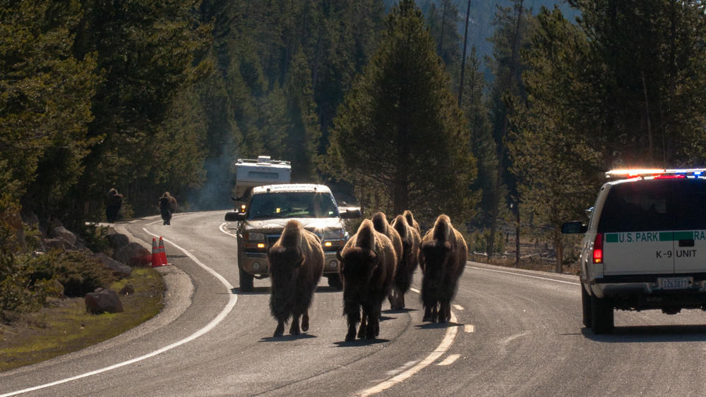 Minnesota to Washington Day 4: A Yellowstone Traffic Jam