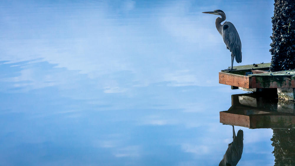 Heron Reflection