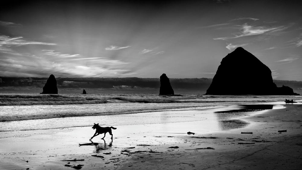 Fetch at Haystack Rock