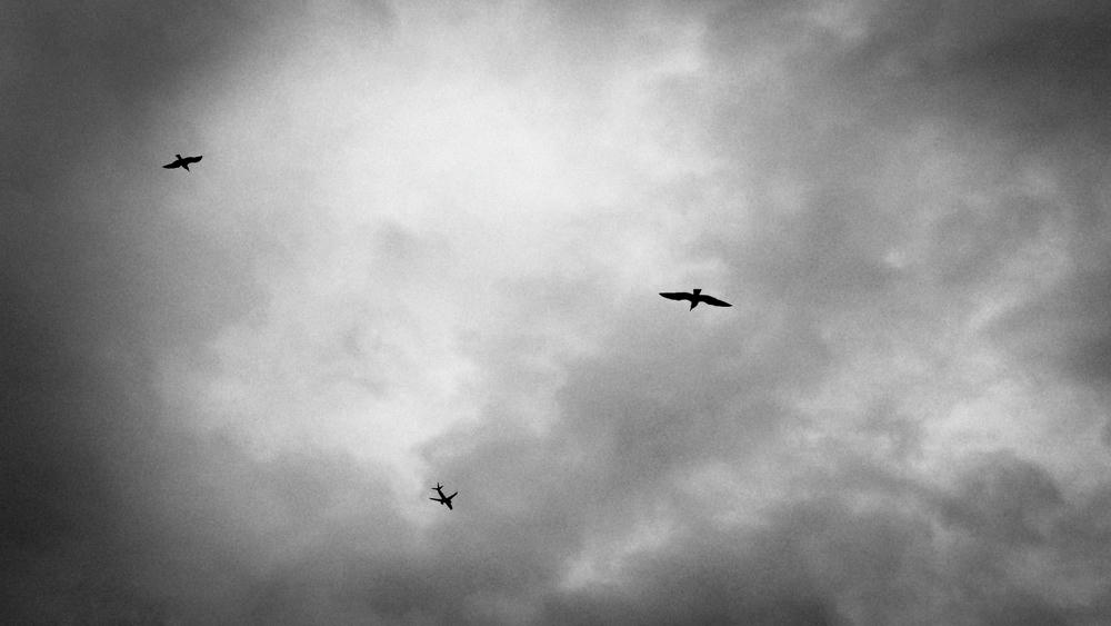 Birds, Three Different Ones