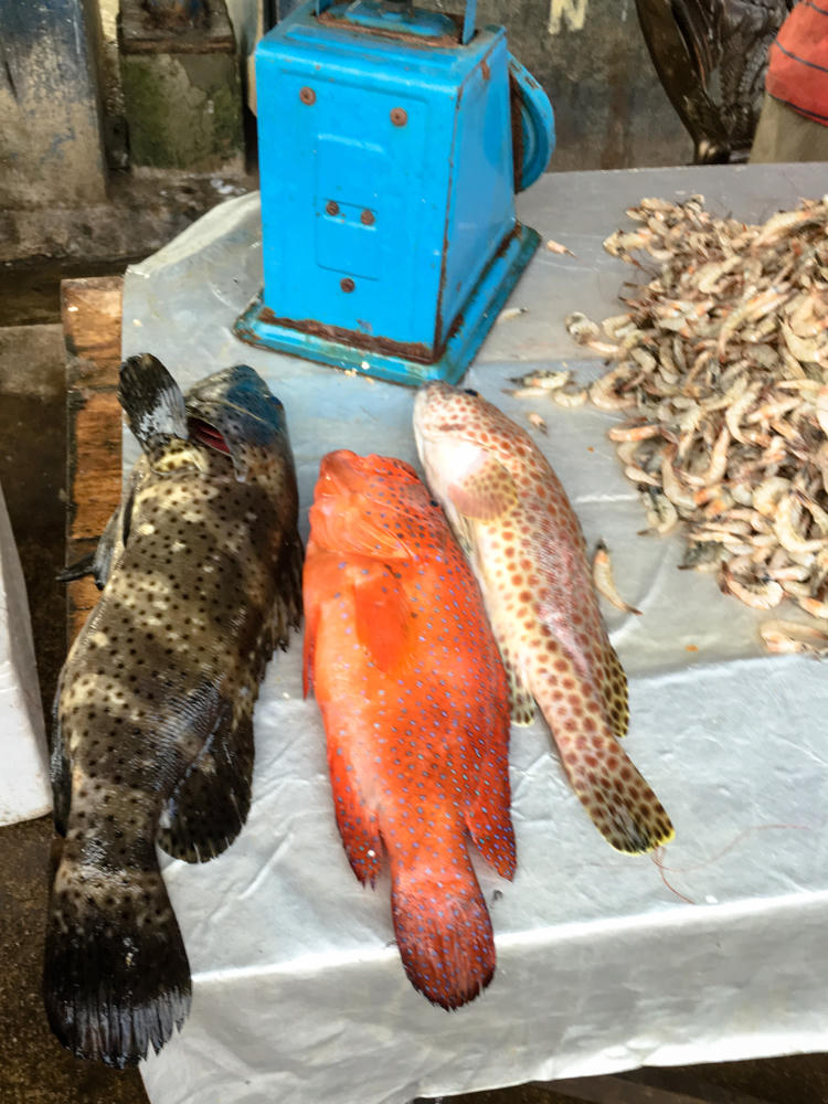 Three whole fresh fish, including a brown-spotted grouper, a bright red coral grouper with blue spots, and a paler orange-spotted fish, laid out on white paper covering a market stall table, with a pile of small shrimp to the right and a blue weighing scale behind.