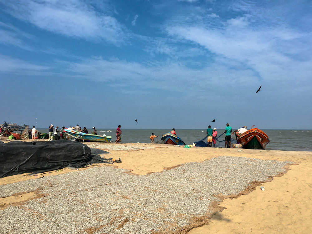 A busy beach scene at Negombo Fish Market in Sri Lanka, where small fish are spread out to dry on the sand in large patches and groups of fishermen work around colorful wooden boats near the water’s edge. Crows circle in a bright blue sky streaked with thin clouds above the calm sea.