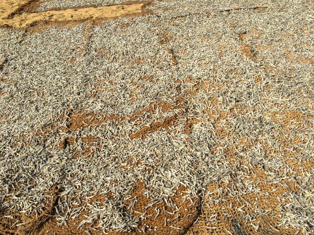 Countless small silvery fish spread out to dry on woven coir mats laid over sandy ground, with patches of the brown matting and tan sand showing through the scattered fish.
