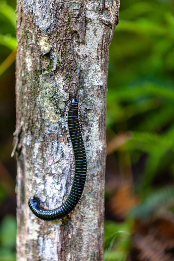 A long, dark, S-curved millipede with many segmented body rings and tiny legs crawling on the textured, pale grey bark of a tree trunk, set against a blurred backdrop of lush green forest foliage.
