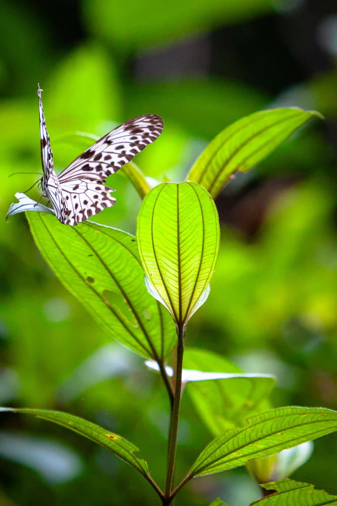A white butterfly with black-spotted wings perches on green foliage in a sunlit rainforest, surrounded by bright leaves with a blurred dark green background.
