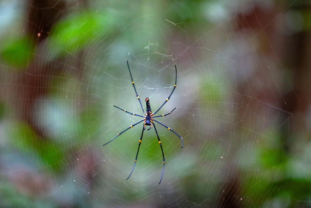 A large golden orb-weaver spider with long black legs marked by yellow joints and a dark speckled body sits at the center of its web, set against a softly blurred background of green foliage in the Sinharaja Forest Preserve.