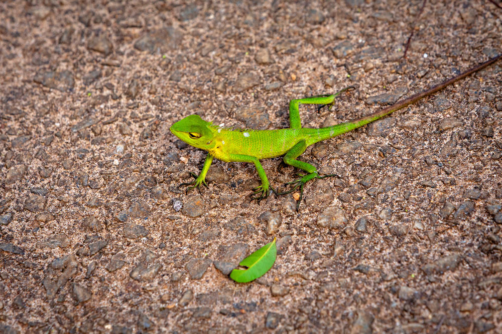 A bright green lizard with a long tail rests on coarse, pebbly brown ground, with a single green leaf and a thin twig nearby.