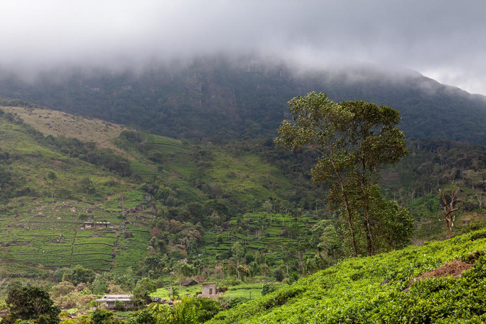 A misty green hillside covered in tea plantations near Rakwana, Sri Lanka, with terraced rows of low tea bushes climbing the slopes, a tall tree in the right foreground, scattered small buildings, and a forested mountain peak wrapped in low cloud.