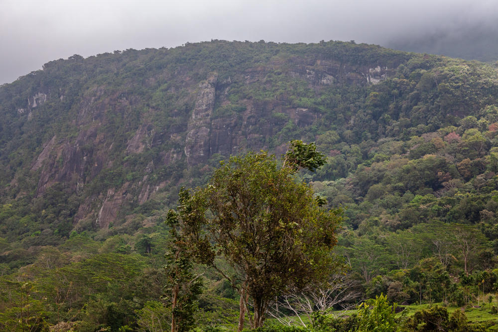 A large forested mountain with exposed grey rock cliffs near its summit rises under a hazy, overcast sky in Rakwana, Sri Lanka, with a leafy green tree and dense vegetation in the foreground.