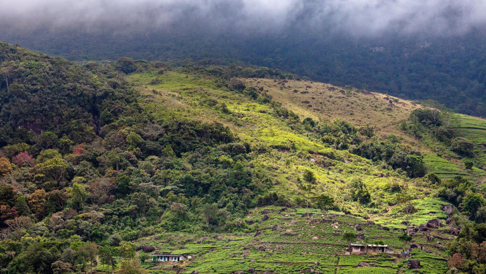 A misty, forested mountainside near Rakwana, Sri Lanka, with terraced tea plantations on the lower green slopes and a few small estate buildings, including a blue-painted house, nestled among the fields. Low clouds shroud the upper ridge in the background.