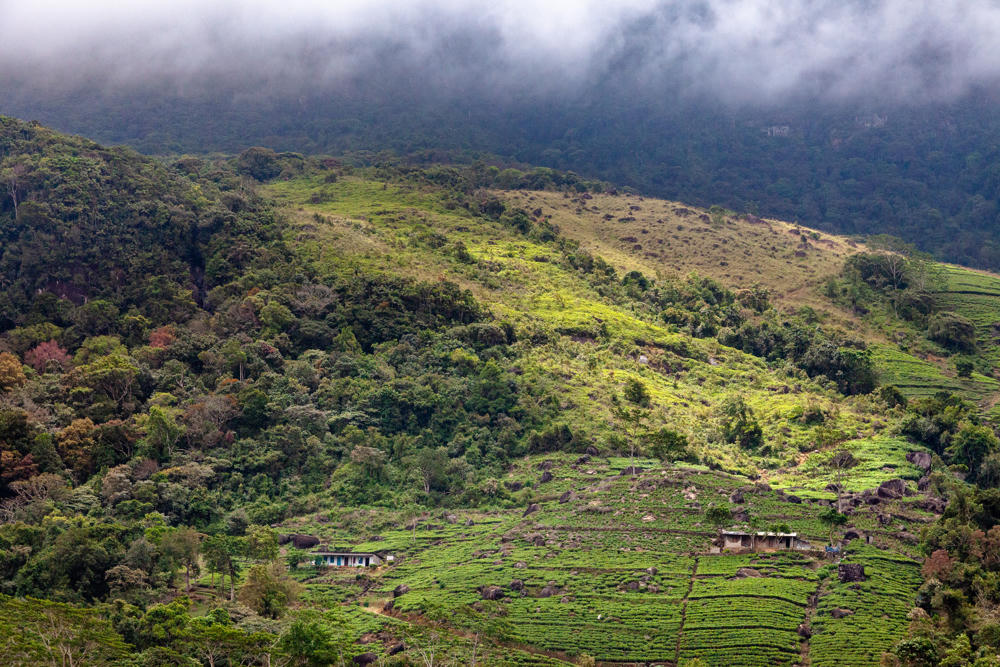 A misty, forested mountainside near Rakwana, Sri Lanka, with terraced tea plantations on the lower green slopes and a few small estate buildings, including a blue-painted house, nestled among the fields. Low clouds shroud the upper ridge in the background.