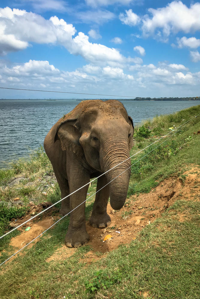 An Asian elephant stands on a grassy embankment beside a wire fence at the edge of the Uda Walawe Reservoir, with the wide blue water and a partly cloudy sky stretching behind it. The elephant has dust on its head and back, and faces the camera near the dirt and patchy grass at the water's edge.