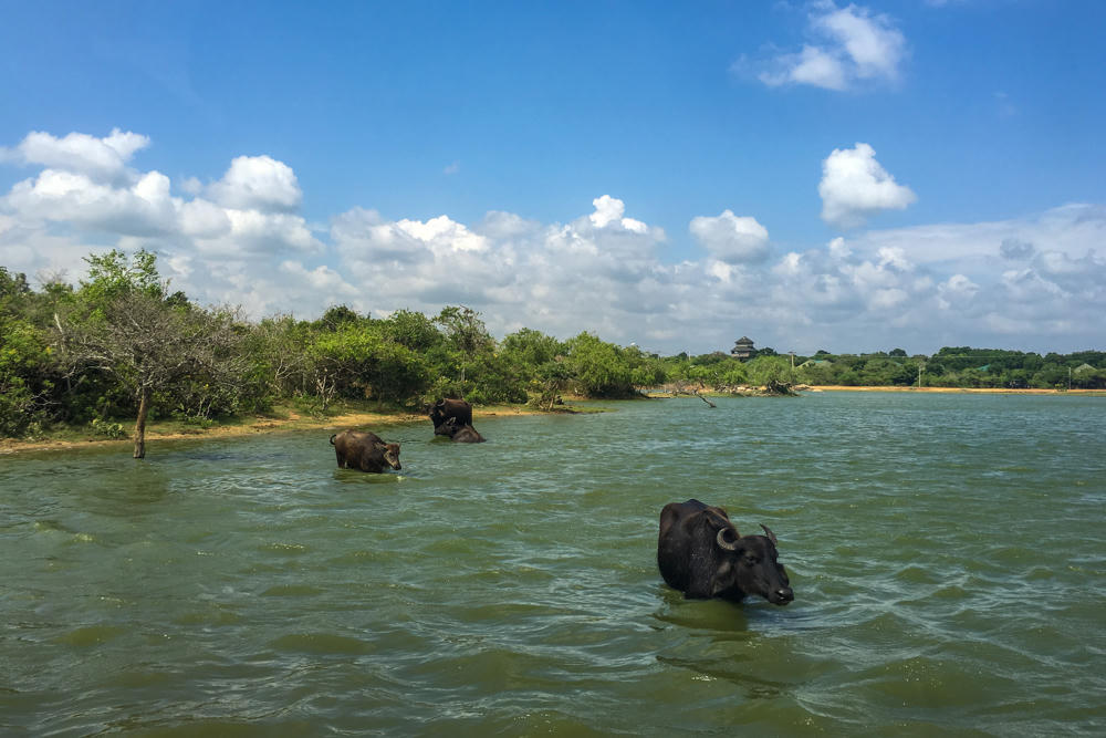 Three water buffalo stand partly submerged in a wide green-tinted lake under a bright blue sky with scattered white clouds. Along the far shoreline are dense green bushes and trees, with a lookout tower or pavilion visible in the distance.