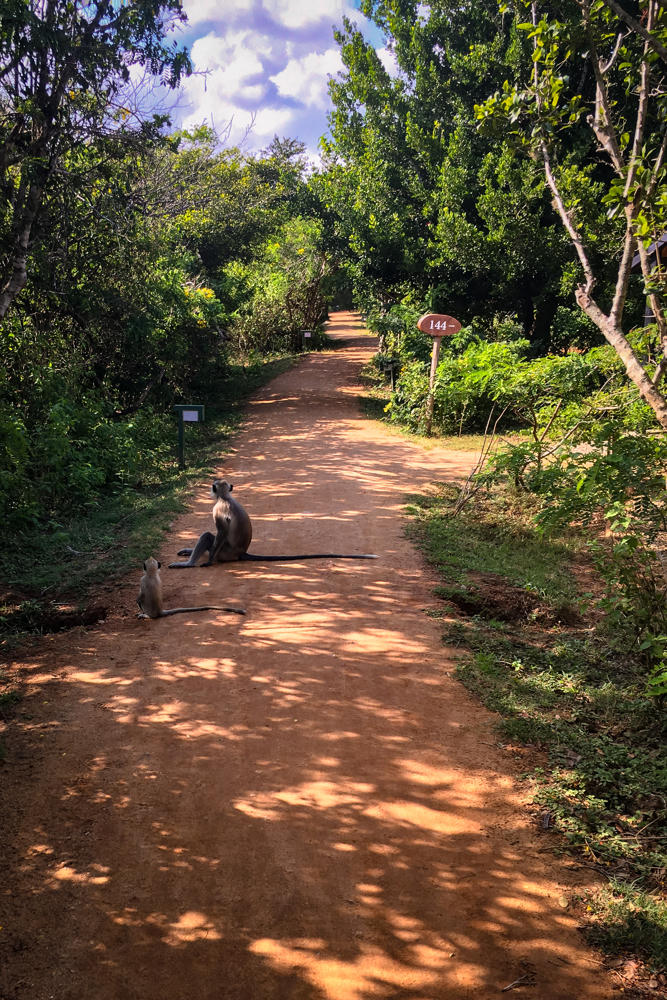 Two long-tailed gray langur monkeys with long tails sit on a sun-dappled reddish dirt path that runs through lush green woodland, with a small red sign reading “144” beside the track and a smaller green sign further along.