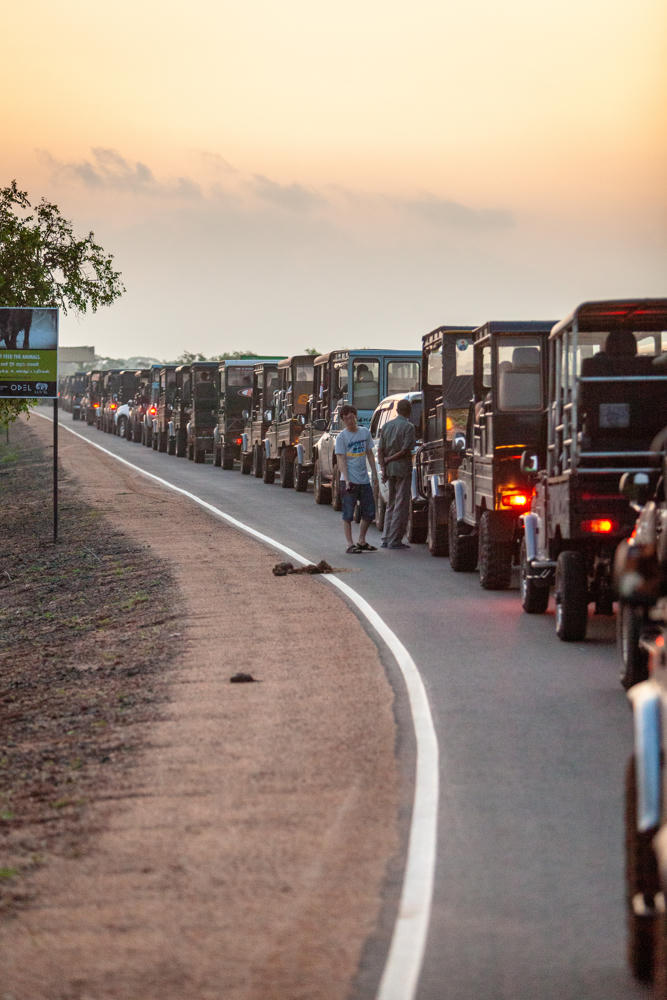 A long line of open safari jeeps queued along a paved road at dawn, with two men standing and talking beside the vehicles. A green sign on a post stands to the left near scrubland and a tree under a hazy pinkish sky.
