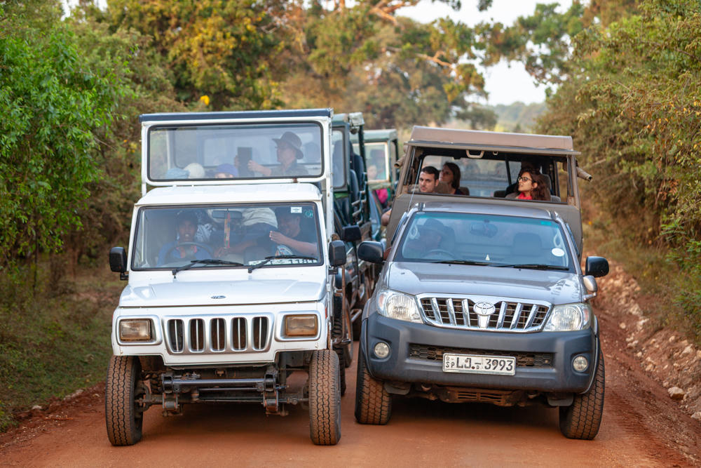 Two safari jeeps packed with tourists crowd side by side on a narrow red-dirt track through dense forest, with more vehicles bunched up behind them. The grey jeep on the right bears a Sri Lankan license plate reading SP LJ 3993.