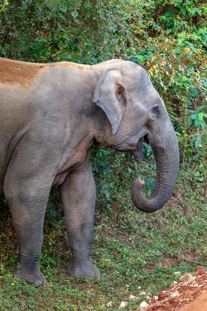 An Asian elephant stands side-on in front of dense green forest undergrowth, its trunk curled toward its mouth, in Yala National Park, Sri Lanka. The grey, wrinkled animal stands on grassy ground with a patch of reddish earth in the foreground.