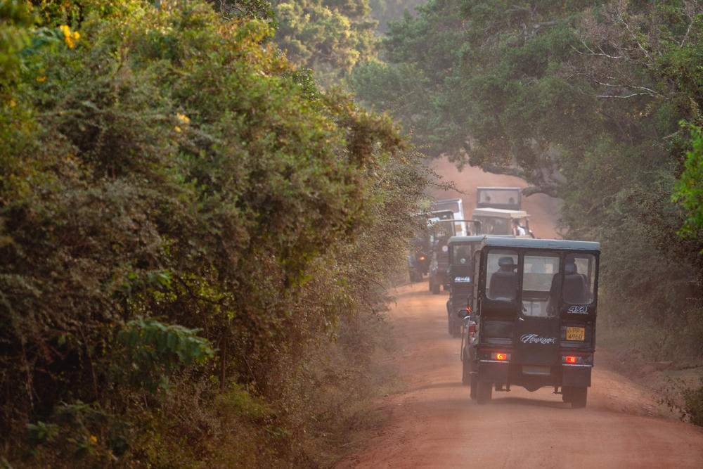 A line of open safari jeeps drives along a dusty red dirt road through dense green forest, with hazy pale sky above and trees lining both sides of the track.