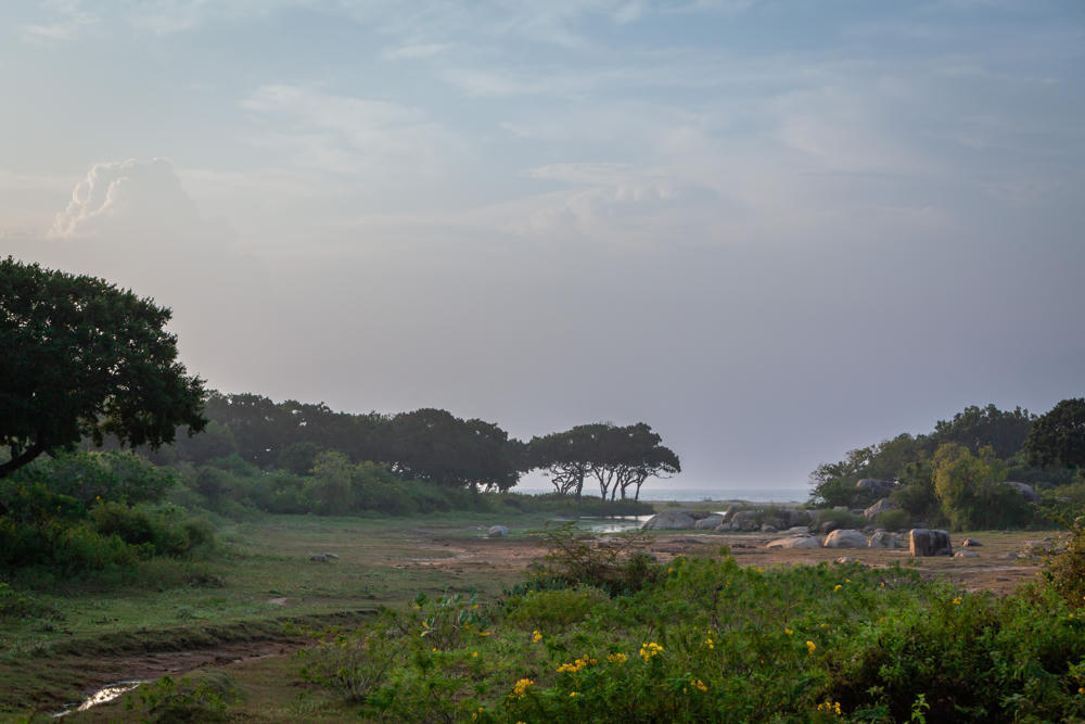 A hazy dawn landscape in Yala National Park, with scrubby green vegetation and yellow wildflowers in the foreground, scattered large boulders on bare reddish ground, and a line of silhouetted trees against a pale sky, with the ocean faintly visible on the horizon.