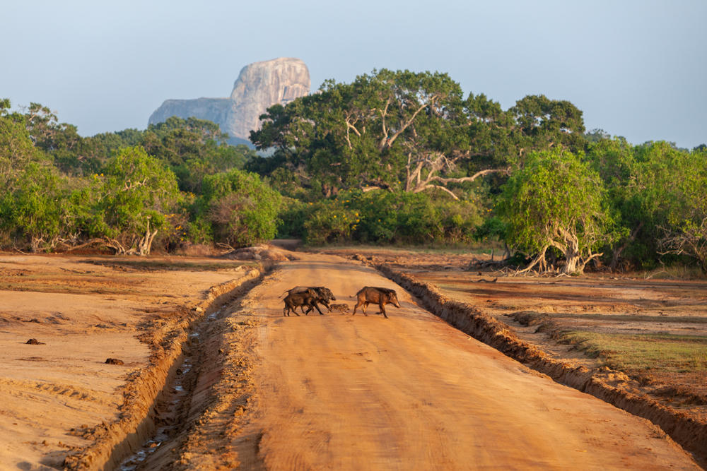 A small group of wild boar, including piglets, crossing a wide reddish dirt road flanked by drainage ditches in Yala National Park, with dense green woodland and a large rocky outcrop rising on the horizon under a pale sky.