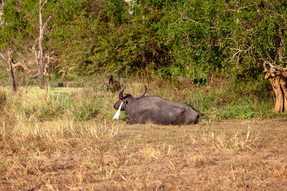 A large dark wild water buffalo with curved horns lies resting in a clearing of dry golden grass, while a white cattle egret stands close beside its head. Lush green trees and bushes fill the background.