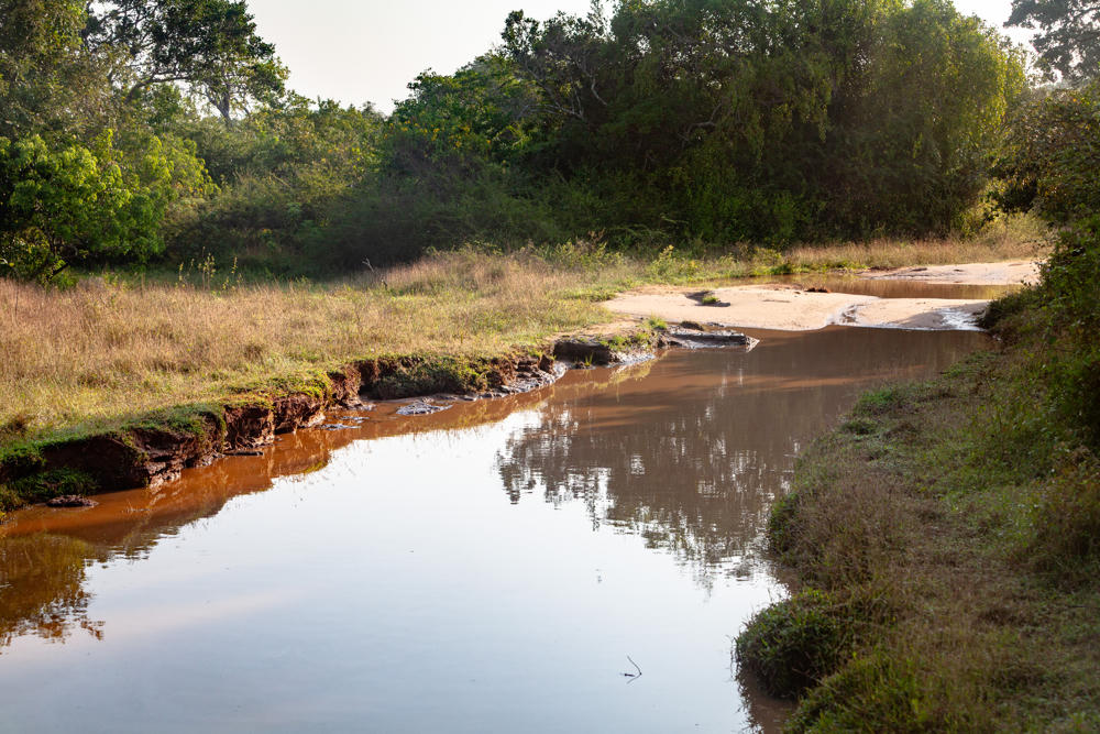 A muddy brown waterway winding through a wild landscape in Yala National Park, with eroded grassy banks, sandy patches, and dense green bushes and trees under a pale sky.