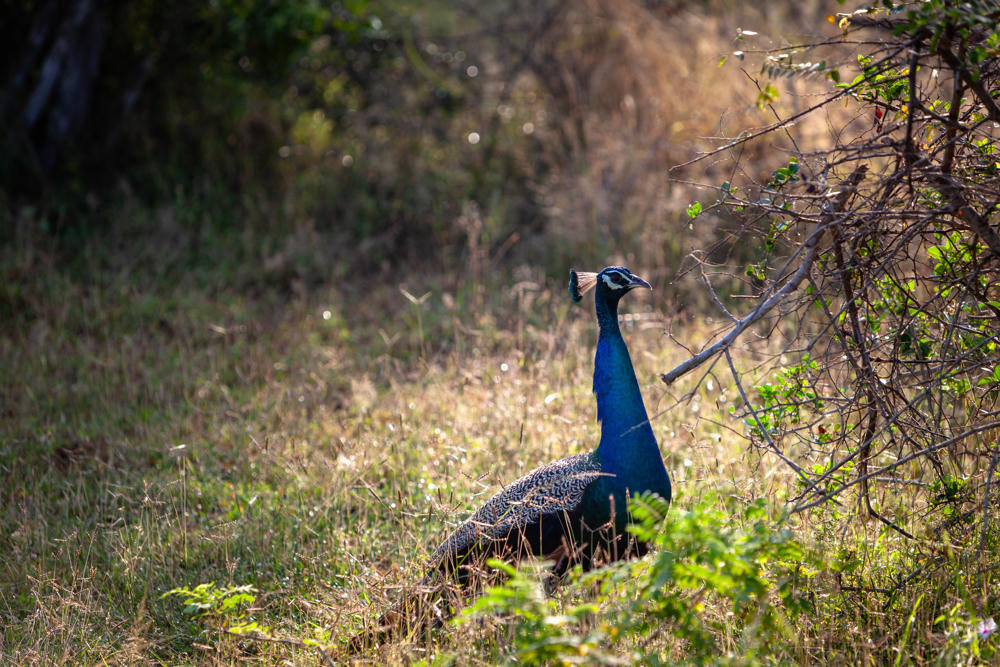An Indian peacock with an iridescent blue neck and head crest stands amid tall golden dry grass and green undergrowth, with dry brushwood and trees in the background at Yala National Park, Sri Lanka.