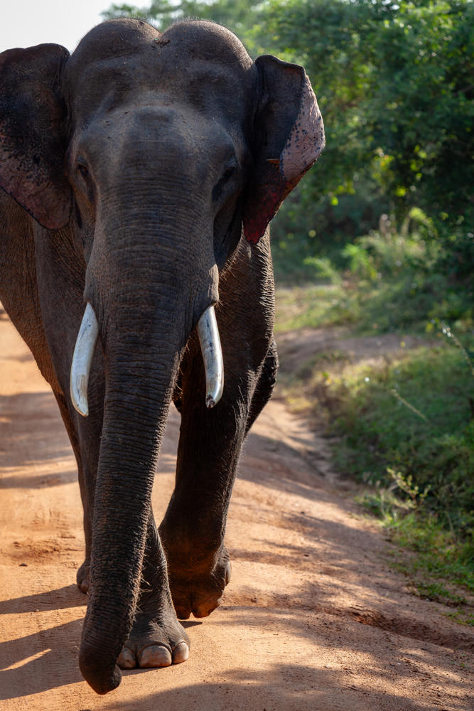 A tusked Asian elephant walks toward the camera along a sandy dirt track, its trunk hanging down and ears spread, with green bushes and trees lining the right side of the path.