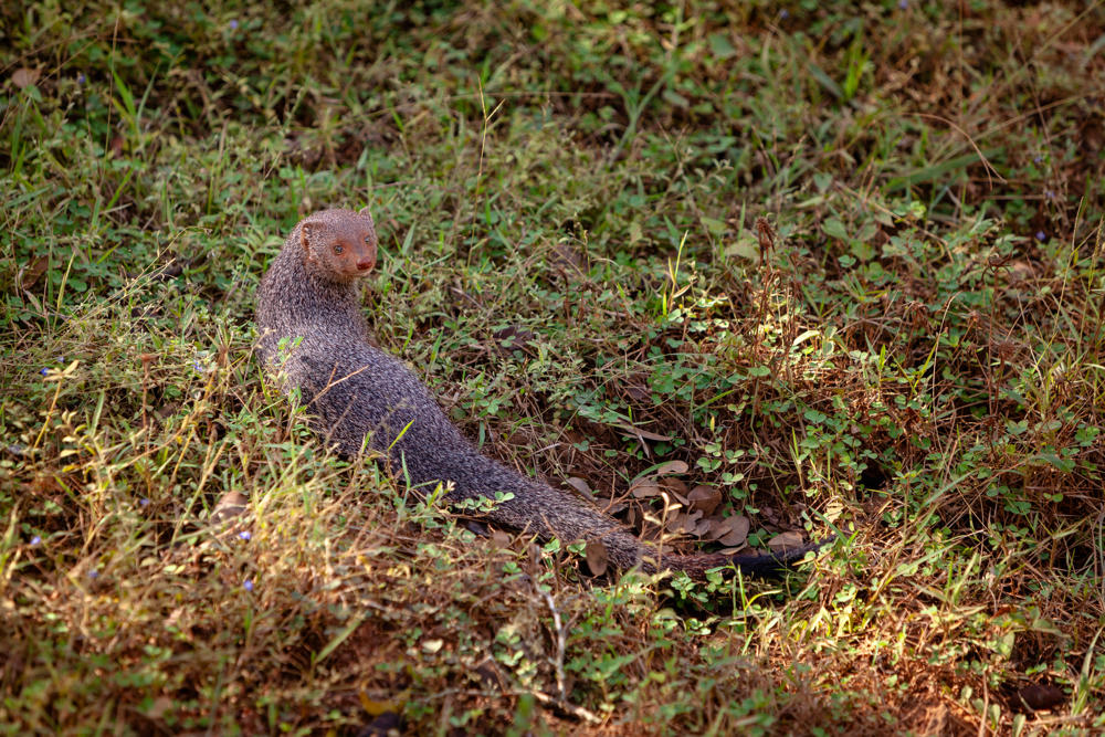 A grey mongoose with a grizzled coat and long bushy tail stands alert in patchy grassland, its head raised and turned to the side amid green and dried vegetation.