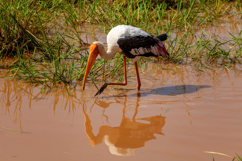 A painted stork with a white body, black wing feathers tinged pink, an orange bare face and a long yellow-orange bill wades through muddy reddish-brown shallow water, its head lowered as it forages, with green reeds along the bank and its reflection visible in the water.