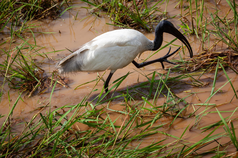 A black-headed ibis with a white body and a long, curved black bill wades through shallow muddy water, lifting one black foot as it forages among scattered green grass.