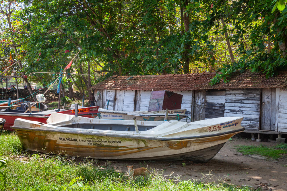 A weathered white and yellow fishing boat marked “NEIL MARINE” and “R.G.16” rests on grassy ground in front of a row of rustic wooden sheds with tiled roofs, beneath leafy trees. A ginger-and-white cat sits in the grass in the foreground.