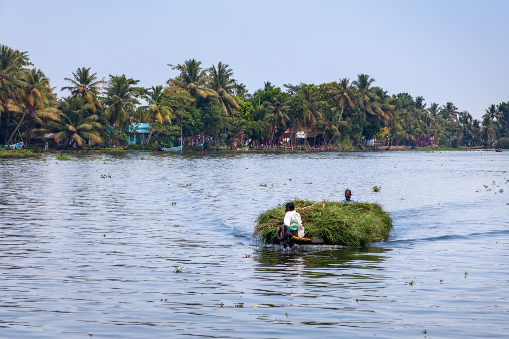 Two men paddle a small boat piled high with freshly cut green grass across a broad stretch of calm backwater, with a shoreline of dense palm trees and a few buildings in the distance.