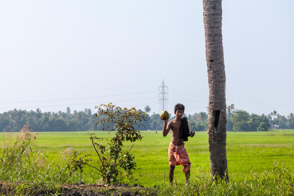 A shirtless young man in an orange lungi holds up a green coconut while standing beside a tall coconut palm trunk at the edge of a bright green paddy field. In the background are more palm trees, a transmission tower, and a hazy sky under strong daylight.