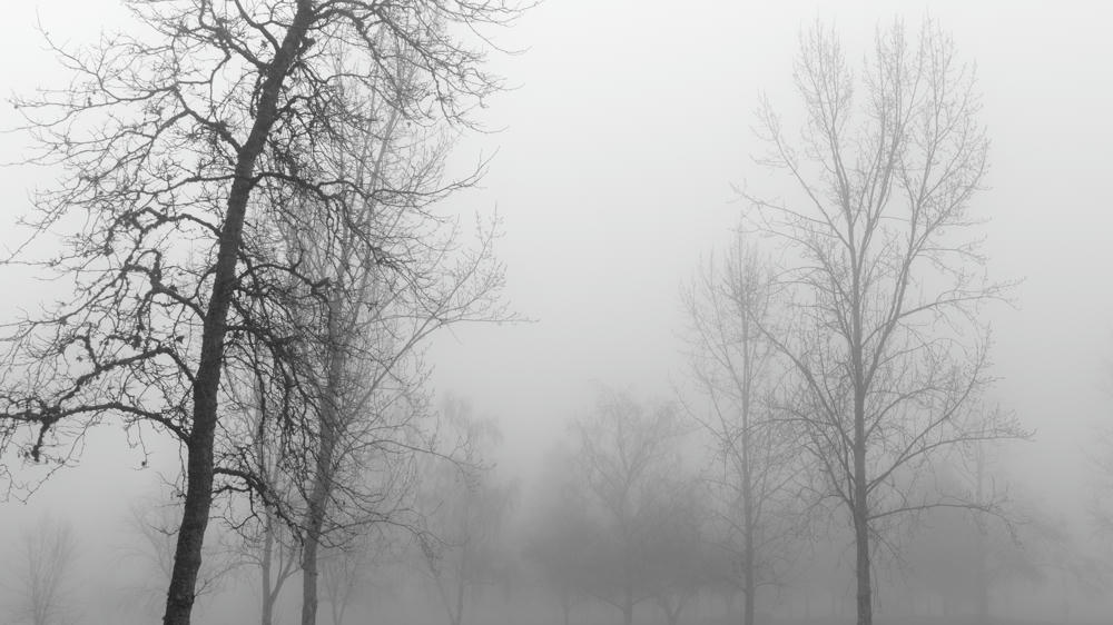 This Lonely View