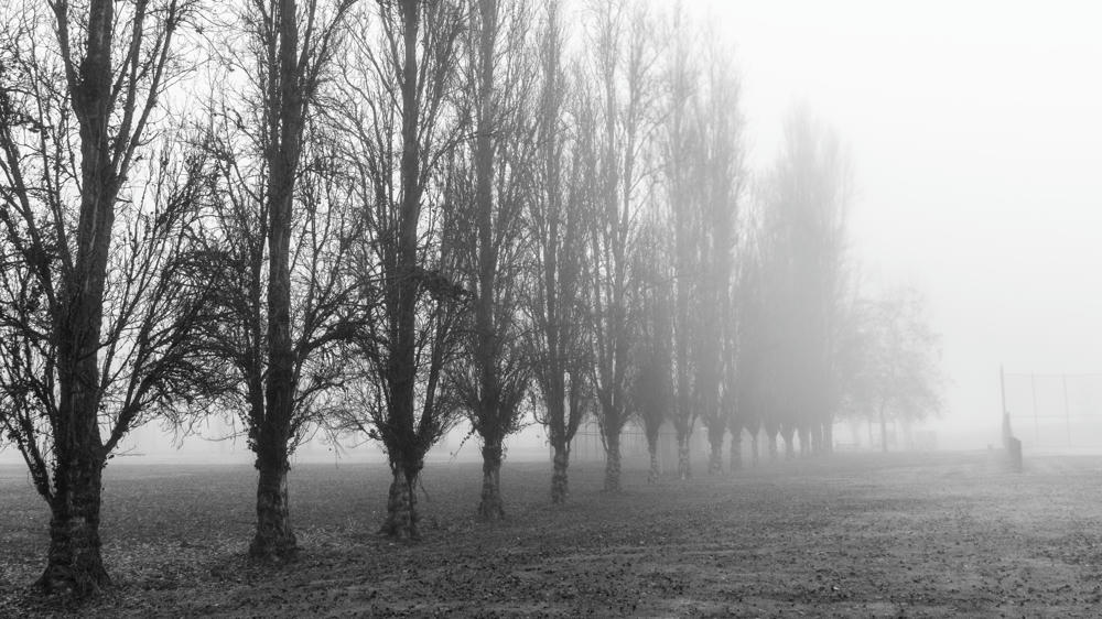 The War of Fog
