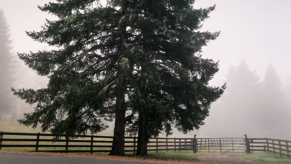Foggy Day at the Pasture