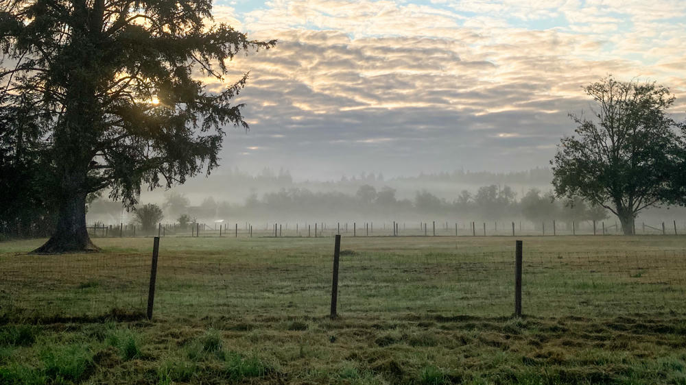 Foggy Morning