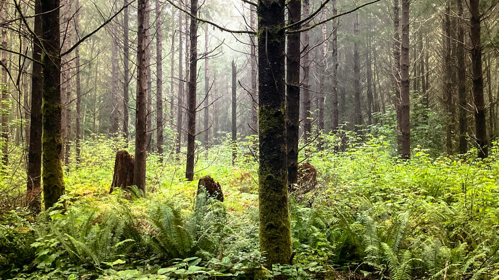 Port Gamble Forest