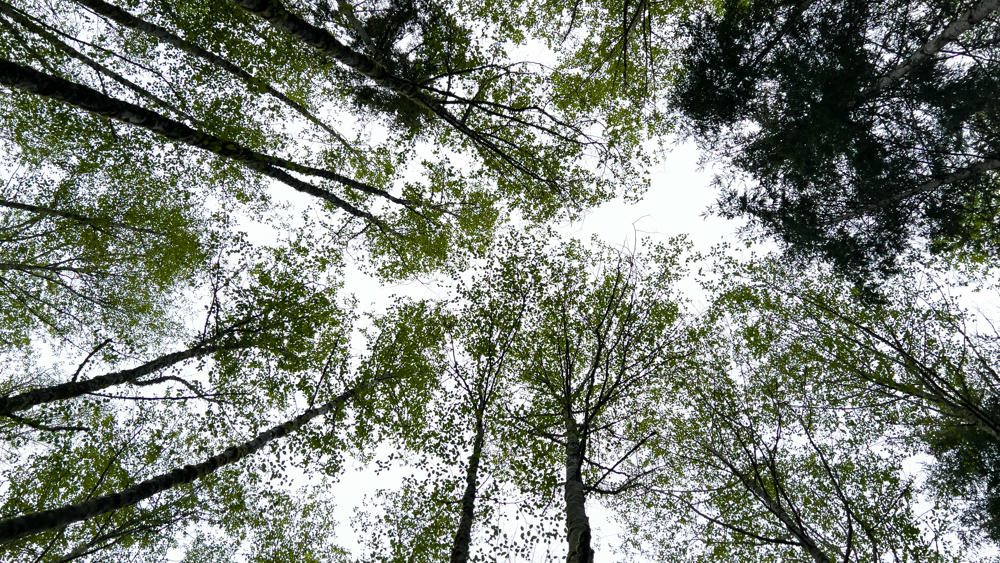 Looking Up