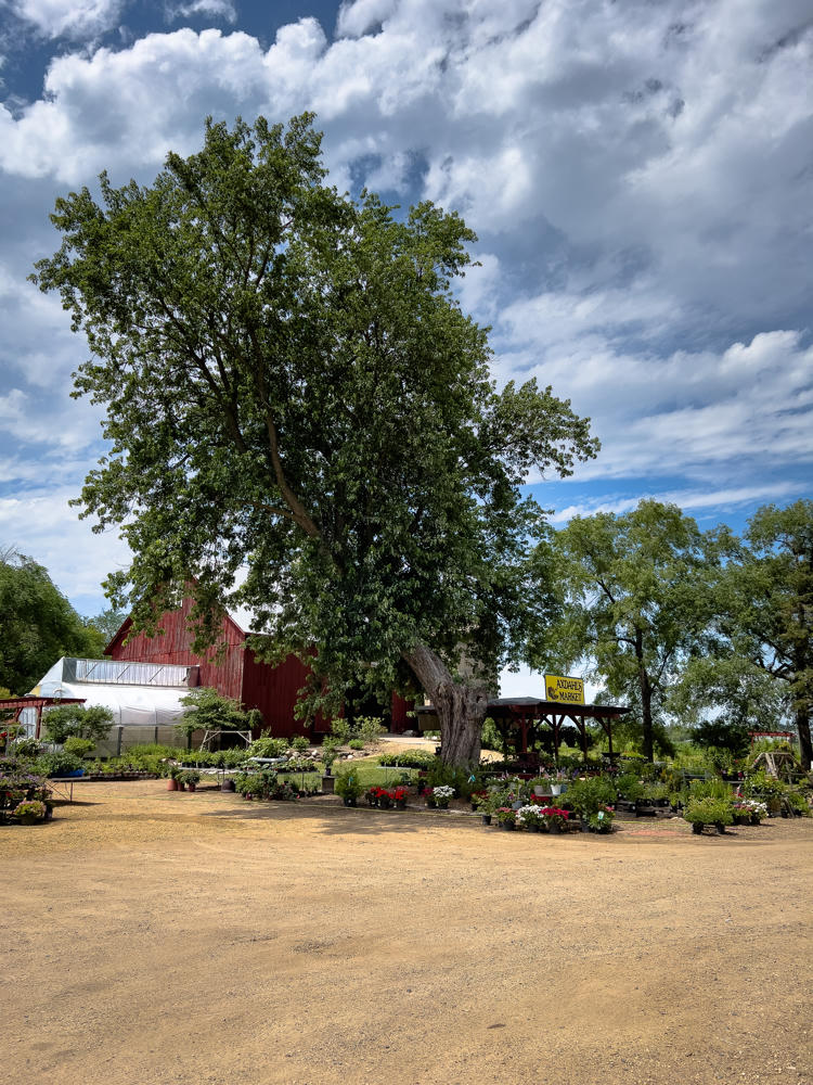 A large leafy tree stands over an outdoor garden center at Axdahl’s Garden Farm, with a weathered red barn and a white plastic-covered greenhouse behind it and rows of potted plants and flowers displayed under a covered stand marked with a yellow “Axdahl’s Market” sign. A broad dirt lot fills the foreground beneath a dramatic sky of billowing white clouds.