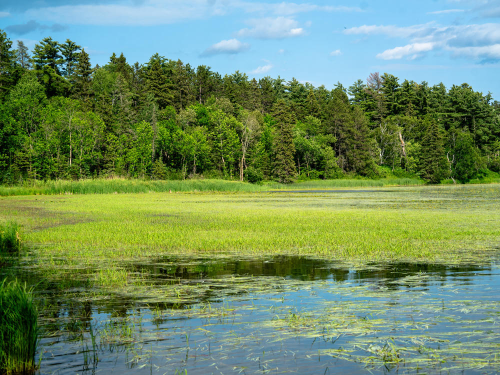 A shallow marshy wetland covered with green aquatic grasses and vegetation floating on calm water, backed by a dense line of green forest under a blue sky with scattered white clouds.