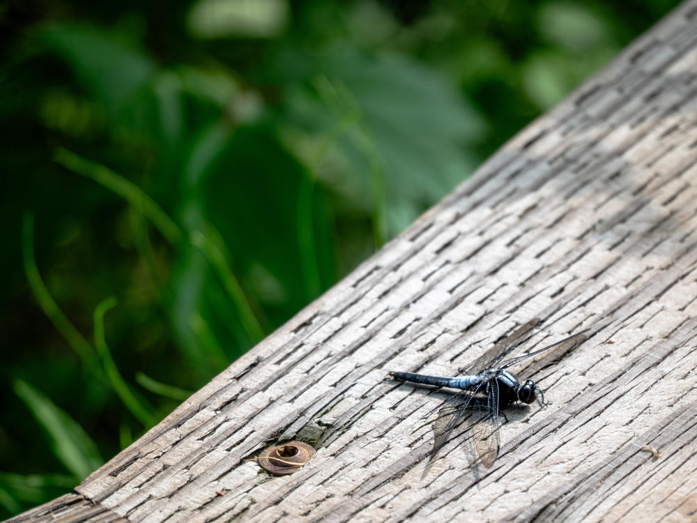 A blue-gray dragonfly with transparent wings rests on the weathered, silvery gray wood of a boardwalk plank studded with rusting screws, with blurred green foliage in the background.